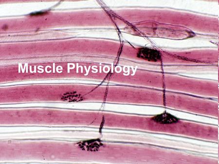 Muscle Physiology. Lecture Outline Muscle Function Muscle Characteristics Muscle Tissue Types Skeletal Muscle –General Functions of Skeletal Muscle –Functional.