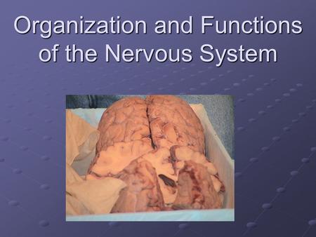 Organization and Functions of the Nervous System.