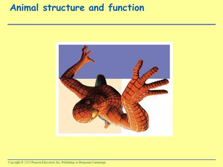 Copyright © 2005 Pearson Education, Inc. Publishing as Benjamin Cummings Animal structure and function.