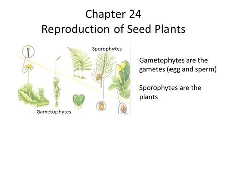 Chapter 24 Reproduction of Seed Plants