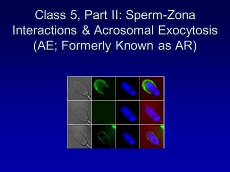 Class 5, Part II: Sperm-Zona Interactions & Acrosomal Exocytosis (AE; Formerly Known as AR)