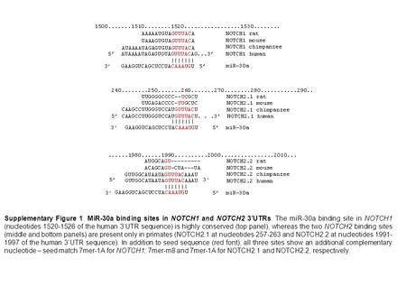 Supplementary Figure 1. MiR-30a binding sites in NOTCH1 and NOTCH2 3’UTRs. The miR-30a binding site in NOTCH1 (nucleotides 1520-1526 of the human 3’UTR.