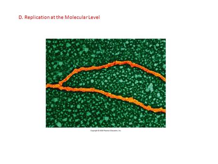 D. Replication at the Molecular Level. 1. Replication in E. coli a. A specific sequence of bases is recognized as the binding site for the replication.