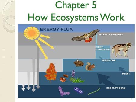 Chapter 5 How Ecosystems Work