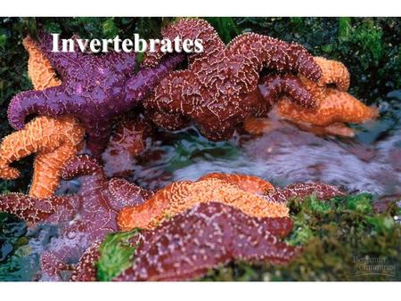 Invertebrates.