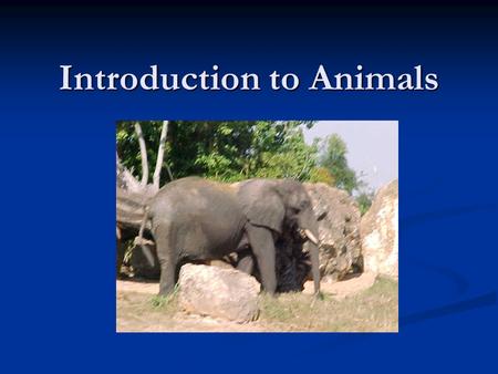 Introduction to Animals. Characteristics Multicellular Organization Multicellular Organization Heterotrophic Heterotrophic Sexual reproduction and development.