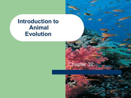 Introduction to Animal Evolution Chapter 32. Origins All phyla form rather quickly in the “Precambrian explosion” Before 500 MYA Common ancestry with.