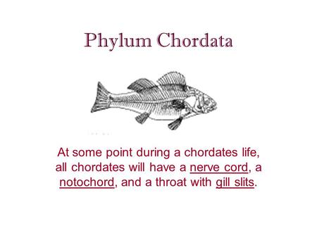 Phylum Chordata At some point during a chordates life, all chordates will have a nerve cord, a notochord, and a throat with gill slits.