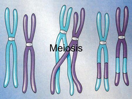 Meiosis.