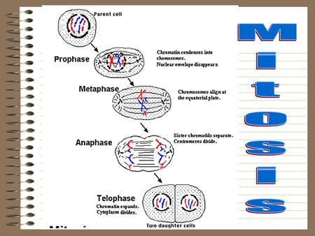 Mitosis.