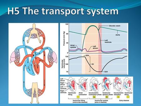 Assessment Statements H.5.1 Explain the events of the cardiac cycle, including atrial and ventricular systole and diastole, and heart sounds. H.5.2 Analyse.