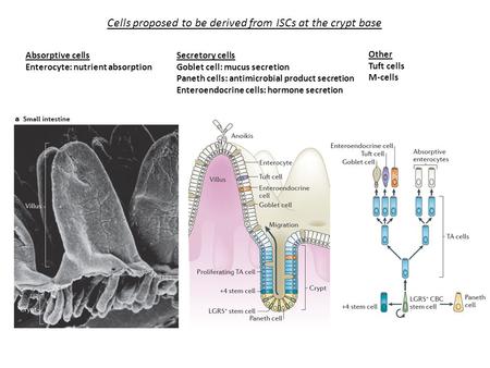 Absorptive cells Enterocyte: nutrient absorption Secretory cells Goblet cell: mucus secretion Paneth cells: antimicrobial product secretion Enteroendocrine.