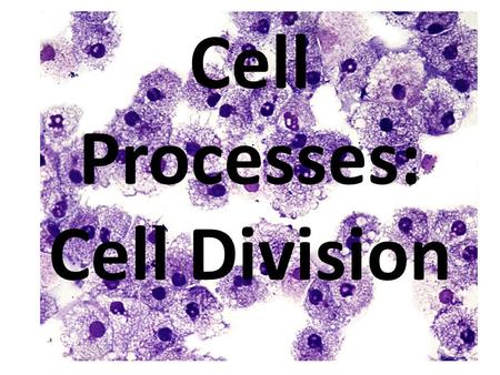 Cell Processes: Cell Division. Studying a Cell’s Size: Finding surface area to volume ratio 2.3 cm 4.5 cm.