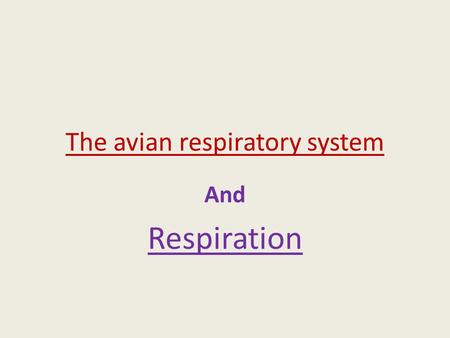 The avian respiratory system