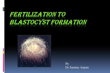 FERTILIZATION TO BLASTOCYST FORMATION