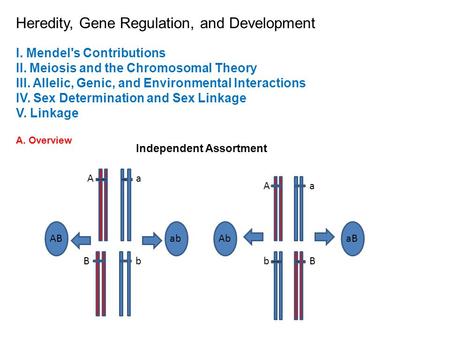 Heredity, Gene Regulation, and Development I. Mendel's Contributions II. Meiosis and the Chromosomal Theory III. Allelic, Genic, and Environmental Interactions.