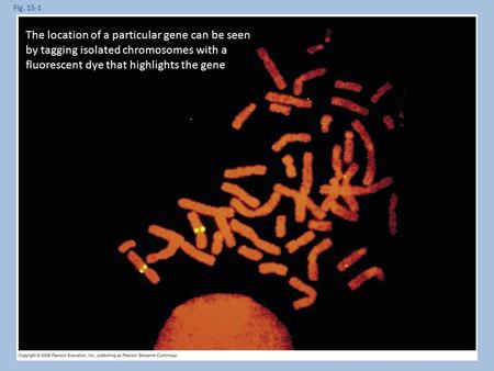 Fig. 15-1 The location of a particular gene can be seen by tagging isolated chromosomes with a fluorescent dye that highlights the gene.