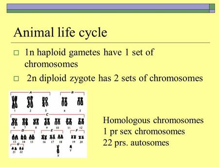 Animal life cycle 1n haploid gametes have 1 set of chromosomes