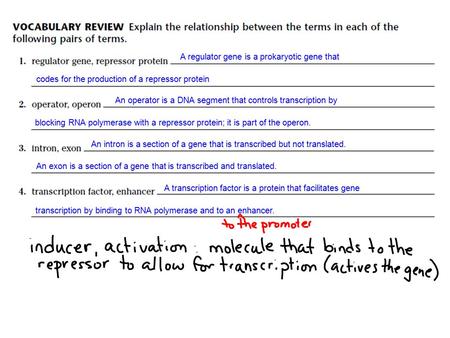 Codes for the production of a repressor protein A regulator gene is a prokaryotic gene that An operator is a DNA segment that controls transcription by.