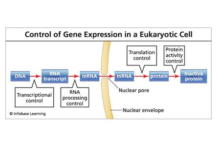 Chromosome structure and chemical modifications can affect gene expression