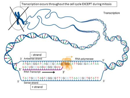 Transcription occurs throughout the cell cycle EXCEPT during mitosis - strand + strand 5’ 3’