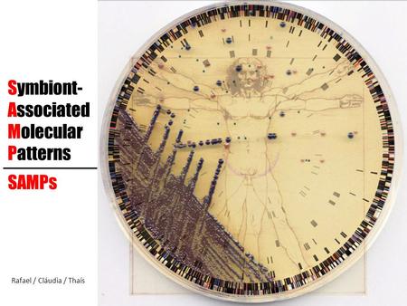 Symbiont- Associated Molecular Patterns SAMPs Rafael / Cláudia / Thaís.