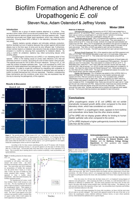 Biofilm Formation and Adherence of Uropathogenic E. coli Steven Nus, Adam Ostendorf & Jeffrey Voreis Winter 2004 Figure 2 After 8 hours appeared like this.