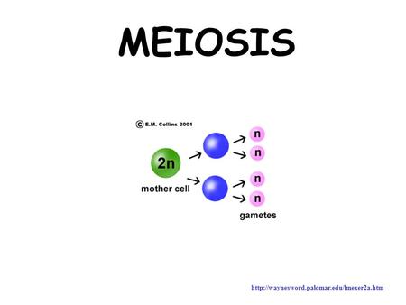 MEIOSIS http://waynesword.palomar.edu/lmexer2a.htm.