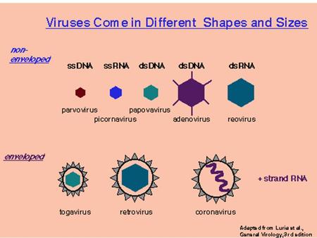 Retrovirus: Partikkel, genom og proteiner Figure 1 Retroviral particle and genome structure. (a) Retrovirus particle showing the approximate location.