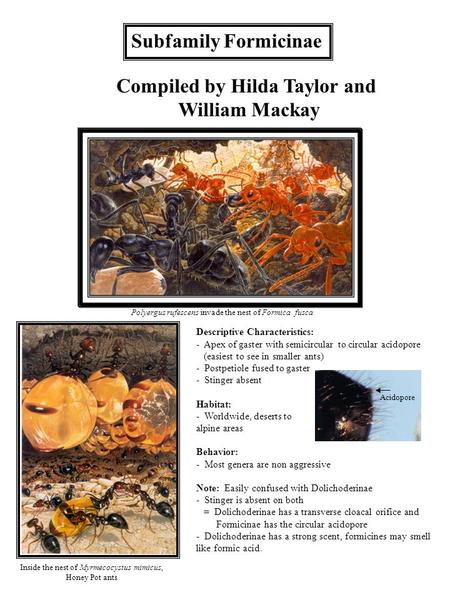 Subfamily Formicinae Polyergus rufescens invade the nest of Formica fusca Descriptive Characteristics: - Apex of gaster with semicircular to circular acidopore.