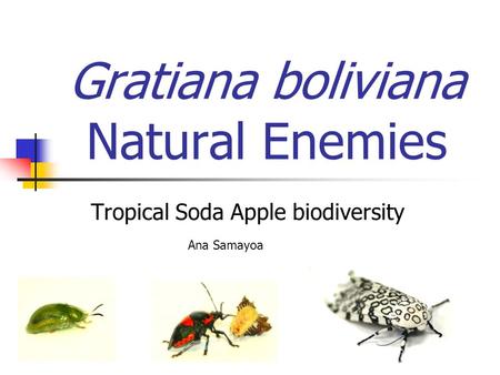 Gratiana boliviana Natural Enemies Tropical Soda Apple biodiversity Ana Samayoa.