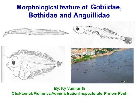 Morphological feature of Gobiidae, Bothidae and Anguillidae By: Ky Vannarith Chaktomuk Fisheries Administration Inspectorate, Phnom Penh.