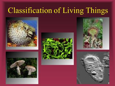 Classification of Living Things