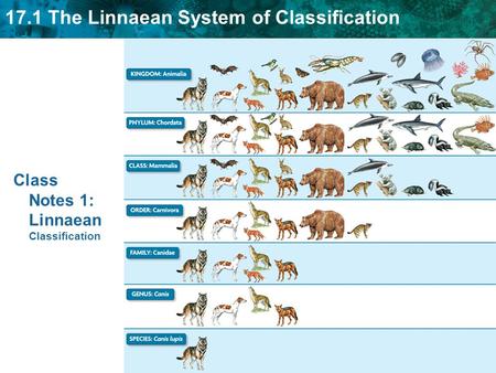 Class Notes 1: Linnaean Classification