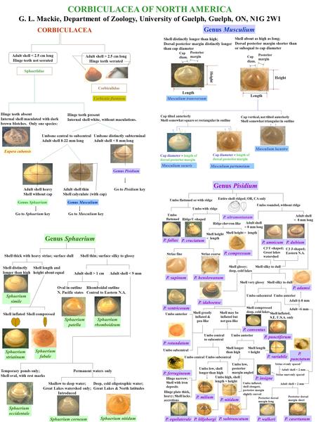 CORBICULACEA OF NORTH AMERICA G. L. Mackie, Department of Zoology, University of Guelph, Guelph, ON, N1G 2W1 CORBICULACEA Sphaeriidae Adult shell < 2.5.