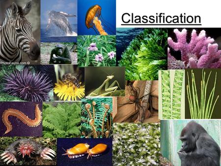 Classification.