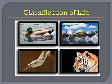 Classification of Life