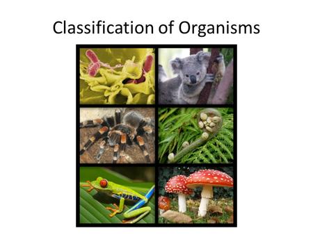 Classification of Organisms. Dichotomous Key A dichotomous key is a method for determining the identity of something by going through a series of choices.