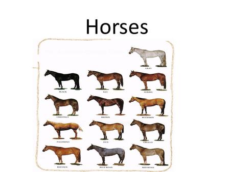 Horses. 5 Basic/True Colors Bay Brown Black Chestnut (Sorrel) White.