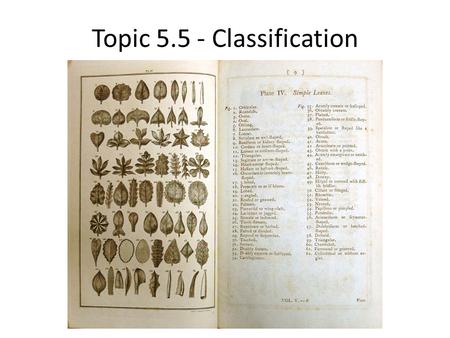 Outline the binomial system of nomenclature