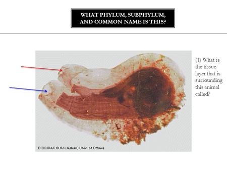 WHAT PHYLUM, SUBPHYLUM, AND COMMON NAME IS THIS? (1) What is the tissue layer that is surrounding this animal called?