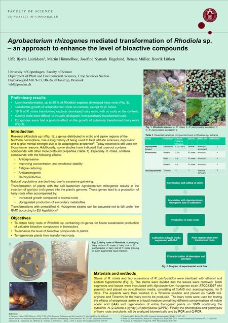 F A C U L T Y O F S C I E N C E U N I V E R S I T Y O F C O P E N H A G E N Agrobacterium rhizogenes mediated transformation of Rhodiola sp. – an approach.