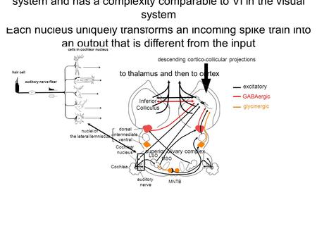 cells in cochlear nucleus