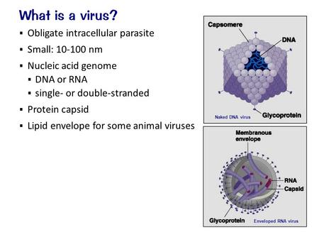  Obligate intracellular parasite  Small: 10-100 nm  Nucleic acid genome  DNA or RNA  single- or double-stranded  Protein capsid  Lipid envelope.