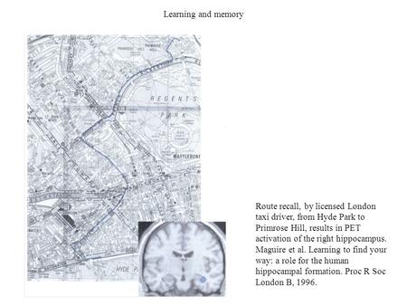 Learning and memory Route recall, by licensed London taxi driver, from Hyde Park to Primrose Hill, results in PET activation of the right hippocampus.