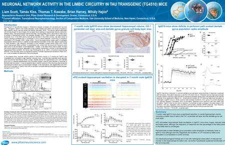 Methods Summary of protocols used in the present study using urethane anaesthetized mice. A: Brainstem stimulation-evoked hippocampal LFP theta oscillation: