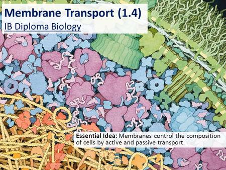 Membrane Transport (1.4) IB Diploma Biology