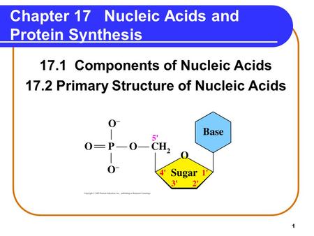 Chapter 17 Nucleic Acids and Protein Synthesis