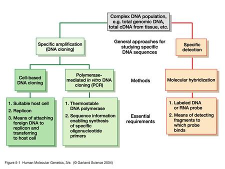 Nucleic Acid Hybridization Nucleic acid hybridization is a fundamental tool in molecular genetics which takes advantage of the ability of individual single-stranded.