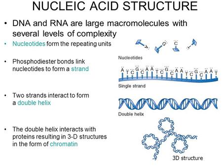 NUCLEIC ACID STRUCTURE